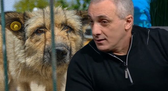 გვერდზე დიდი შავი ,,ჯიპი" ამომიდგა, შუშას ჩაუწია... არა გრცხვენია ამხელა კაცს, რამდენი ადამიანი  დადის მშიერი, შენ კი ძაღლებს აჭმევ და თან ბავშვებს აყურებინებო.... წადი შენიო... შემომაგინა და გზა გააგრძელა.