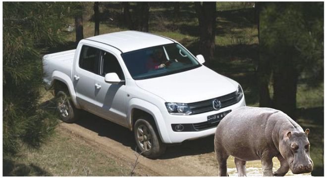 ხაშურის გამგებლის განცხადებით გამგეობის პიკაპი ბეჰემოტს დაეჯახა