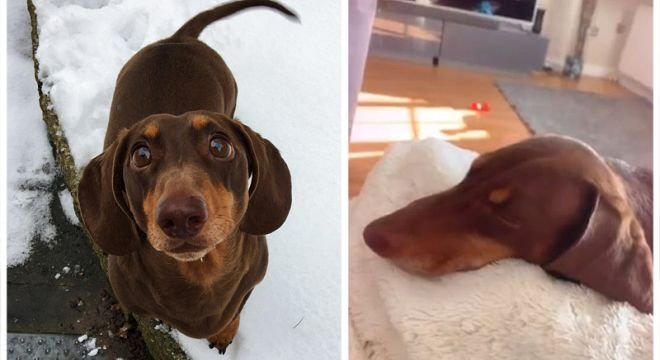 კარანტინის დროს პატრონის მუდვმივად სახლში ყოფნით გახარებულმა ძაღლმა ქიცინით კუდი იღრძო