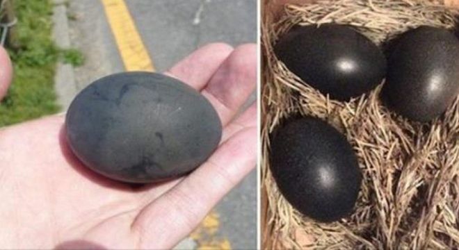 ფერმერმა  შავი  ფერის  უცნაური  კვერცხები  იპოვა - რამდენიმე  კვირაში  კი  მისგან  ასეთი საოცრება  გამოიჩიკა  (3  ფოტო)