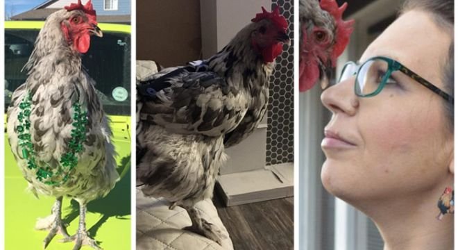 ქალმა საყვარელი ქათმის მკურნალობასა და ოპერაციაში 10 000 დოლარი გადაიხადა