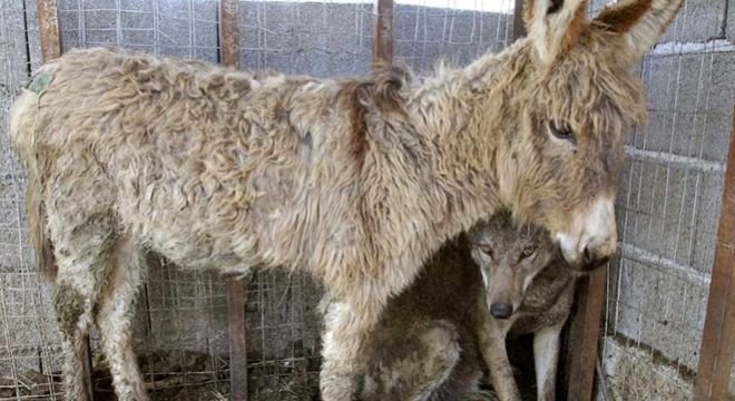 "სოფლის მცხოვრელებმა მშიერი მგელი დაიჭირეს და გალიაში დაამწყვდიეს, მგელი ძალიან მშიერი იყო და ბებერი ვირი, რომელიც ვეღარც მუშაობდა და აღარც არაფერში გამოდგებოდა საჯიგნად მიუგდეს..."