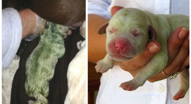 ახალციხეში უიშვიათესი მწვანე ლეკვი დაიბადა, რომელსაც გირჩი დაარქვეს