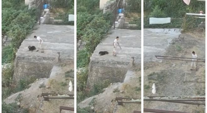 "დაიჭირეთ ეგ ახვარი სასწრაფოდ, ადამიანსაც მოკლავს..." - შემზარავი კადრები ფონიჭალიდან