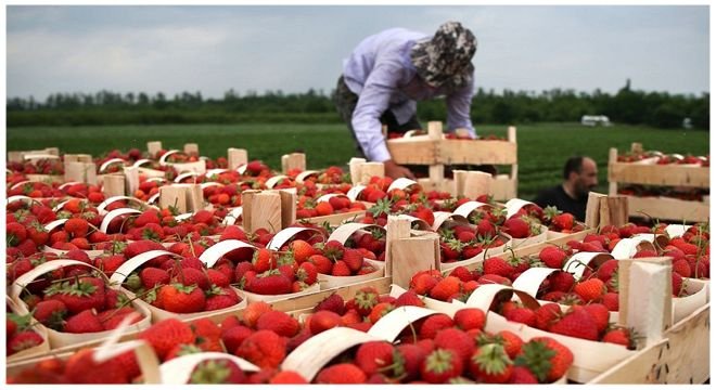 6 პირობა, რომელსაც აუცილებლად უნდა აკმაყოფილებდეს ის ქართველი, რომელსაც გერმანიაში დასაქმება სურს