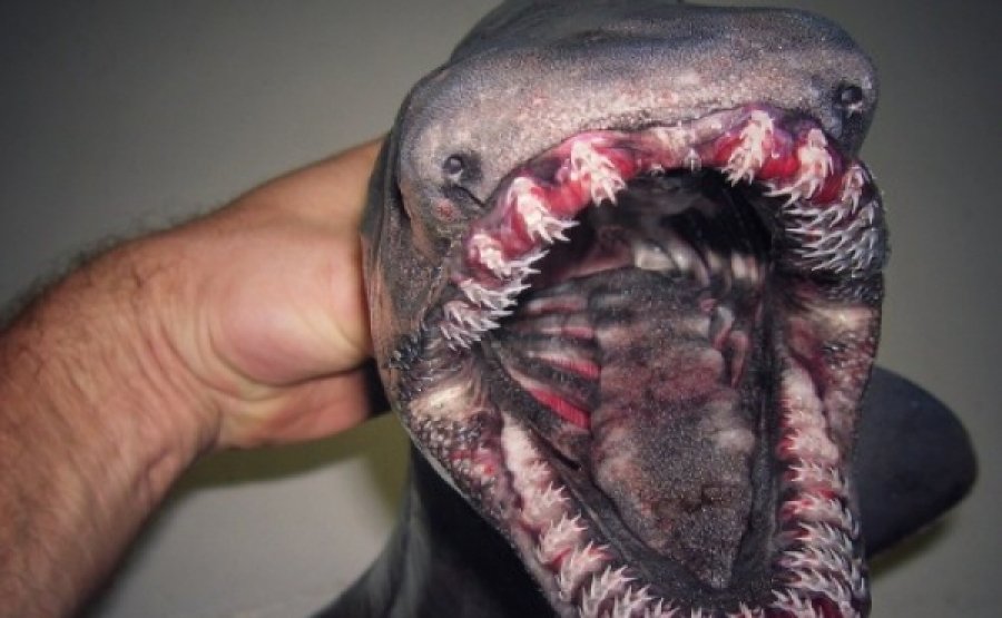  მეთევზე ოკეანის ფსკერზე დაჭერილ უცნაურ არსებათა შემაძრწუნებელ ფოტოებს აქვეყნებს