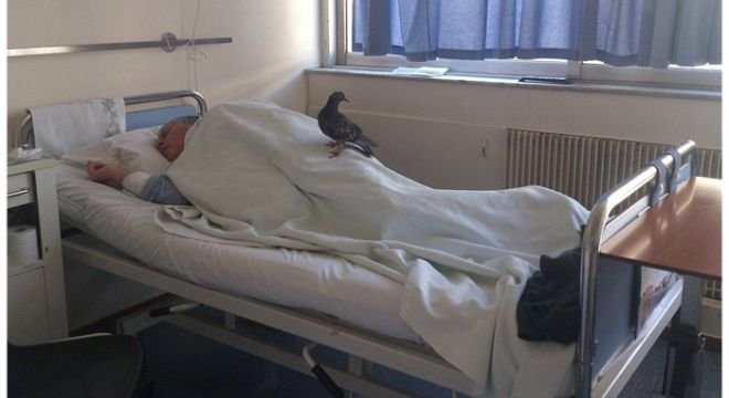 ერთი თვეა ეს მოხუცი არავის მოუნახულებია დღეს კი მასთან მტრედი მოფრინდა - რა სურათს აქვეყნებს ქართველი ექთანი კლინიკიდან